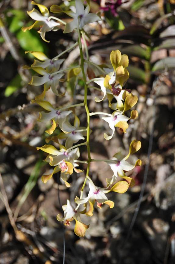 Lindas orquídeas no Jardim Botânico de Nevis - Caribe